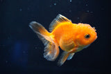 Juvenile Thai Oranda  Red White 3.5 Inch (ID#823To13bpt6-58) Free2Day SHIPPING