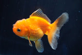 Juvenile Thai Oranda  Red White 3.5 Inch (ID#823To13bpt6-58) Free2Day SHIPPING