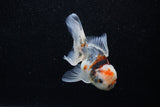 Juvenile Thai Oranda  Calico 4 Inch (ID#1129To13b-83) Free2Day SHIPPING