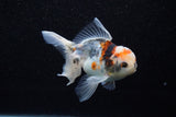 Juvenile Thai Oranda  Calico 4 Inch (ID#1129To13b-83) Free2Day SHIPPING