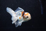 Juvenile Thai Oranda  Calico 4 Inch (ID#1129To13b-83) Free2Day SHIPPING