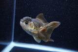 Juvenile Thai Oranda  Panda 3.5 Inch (ID#1129To13b-84) Free2Day SHIPPING