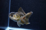 Juvenile Thai Oranda  Panda 3.5 Inch (ID#1129To13b-84) Free2Day SHIPPING