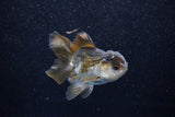 Juvenile Thai Oranda  Panda 3.5 Inch (ID#1129To13b-84) Free2Day SHIPPING