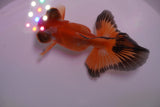 Butterfly  Tricolor 3.5 Inch (ID#1217B8b-43) Free2Day SHIPPING