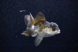 Juvenile Thai Oranda  Panda 3.5 Inch (ID#1129To13b-84) Free2Day SHIPPING