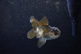 Juvenile Thai Oranda  Panda 3.5 Inch (ID#1129To13b-84) Free2Day SHIPPING