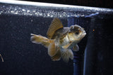 Juvenile Thai Oranda  Panda 3.5 Inch (ID#1129To13b-84) Free2Day SHIPPING