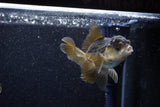 Juvenile Thai Oranda  Panda 3.5 Inch (ID#1129To13b-84) Free2Day SHIPPING