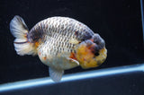 Jumbo Ranchu  Lemon Head Kirin 5.5 Inch (ID#404R6a-122)