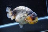 Jumbo Ranchu  Lemon Head Kirin 5.5 Inch (ID#404R6a-122)