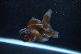 Juvenile Thai Oranda  Bronze 3.5 Inch (ID#1129To13b-85) Free2Day SHIPPING