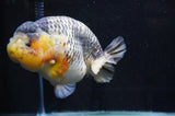 Jumbo Ranchu  Lemon Head Kirin 5.5 Inch (ID#404R6a-122)