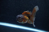 Juvenile Thai Oranda  Bronze 3.5 Inch (ID#1129To13b-85) Free2Day SHIPPING