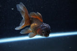 Juvenile Thai Oranda  Bronze 3.5 Inch (ID#1129To13b-85) Free2Day SHIPPING