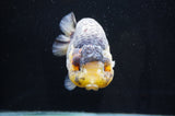 Jumbo Ranchu  Lemon Head Kirin 5.5 Inch (ID#404R6a-122)