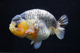 Jumbo Ranchu  Lemon Head Kirin 5.5 Inch (ID#404R6a-122)
