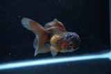 Juvenile Thai Oranda  Bronze 3.5 Inch (ID#1129To13b-85) Free2Day SHIPPING