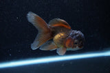 Juvenile Thai Oranda  Bronze 3.5 Inch (ID#1129To13b-85) Free2Day SHIPPING