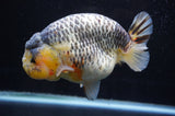 Jumbo Ranchu  Lemon Head Kirin 5.5 Inch (ID#404R6a-122)