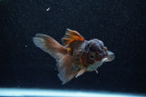 Juvenile Thai Oranda  Bronze 3.5 Inch (ID#1129To13b-85) Free2Day SHIPPING