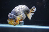 Jumbo Ranchu  Lemon Head Kirin 5.5 Inch (ID#404R6a-122)