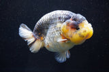 Jumbo Ranchu  Lemon Head Kirin 5.5 Inch (ID#404R6a-122)