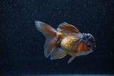 Juvenile Thai Oranda  Bronze 3.5 Inch (ID#1129To13b-85) Free2Day SHIPPING