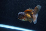 Juvenile Thai Oranda  Bronze 3.5 Inch (ID#1129To13b-85) Free2Day SHIPPING