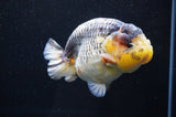 Jumbo Ranchu  Lemon Head Kirin 5.5 Inch (ID#404R6a-122)