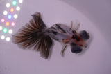 Butterfly  Calico 3 Inch (ID#1217B8b-44) Free2Day SHIPPING