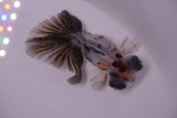 Butterfly  Calico 3 Inch (ID#1217B8b-44) Free2Day SHIPPING