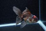 Juvenile Thai Oranda  Tricolor 4 Inch (ID#1129To13b-86) Free2Day SHIPPING