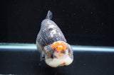 Jumbo Ranchu  Tancho Kirin 6 Inch (ID#404R6a-123)