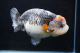 Jumbo Ranchu  Tancho Kirin 6 Inch (ID#404R6a-123)
