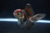 Juvenile Thai Oranda  Tricolor 4 Inch (ID#1129To13b-86) Free2Day SHIPPING