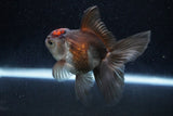 Juvenile Thai Oranda  Tricolor 4 Inch (ID#1129To13b-86) Free2Day SHIPPING