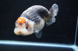 Jumbo Ranchu  Tancho Kirin 6 Inch (ID#404R6a-123)