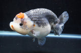 Jumbo Ranchu  Tancho Kirin 6 Inch (ID#404R6a-123)