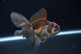 Juvenile Thai Oranda  Tricolor 4 Inch (ID#1129To13b-86) Free2Day SHIPPING