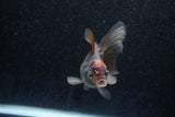 Juvenile Thai Oranda  Tricolor 4 Inch (ID#1129To13b-86) Free2Day SHIPPING