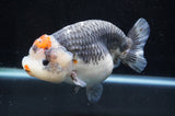 Jumbo Ranchu  Tancho Kirin 6 Inch (ID#404R6a-123)