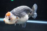 Jumbo Ranchu  Tancho Kirin 6 Inch (ID#404R6a-123)