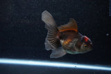 Juvenile Thai Oranda  Tricolor 4 Inch (ID#1129To13b-86) Free2Day SHIPPING