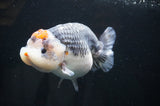 Jumbo Ranchu  Tancho Kirin 6 Inch (ID#404R6a-123)