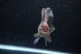 Juvenile Thai Oranda  Tricolor 4 Inch (ID#1129To13b-86) Free2Day SHIPPING