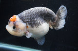 Jumbo Ranchu  Tancho Kirin 6 Inch (ID#404R6a-123)