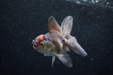 Juvenile Thai Oranda  Tricolor 4 Inch (ID#1129To13b-86) Free2Day SHIPPING