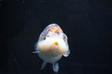 Jumbo Ranchu  Tancho Kirin 6 Inch (ID#404R6a-123)