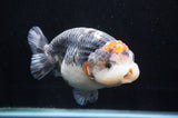 Jumbo Ranchu  Tancho Kirin 6 Inch (ID#404R6a-123)